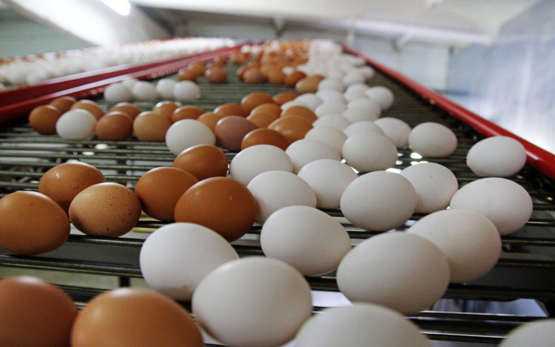 Изменение рецептур в пищевой промышленности Франции из-за резкого подорожания яиц