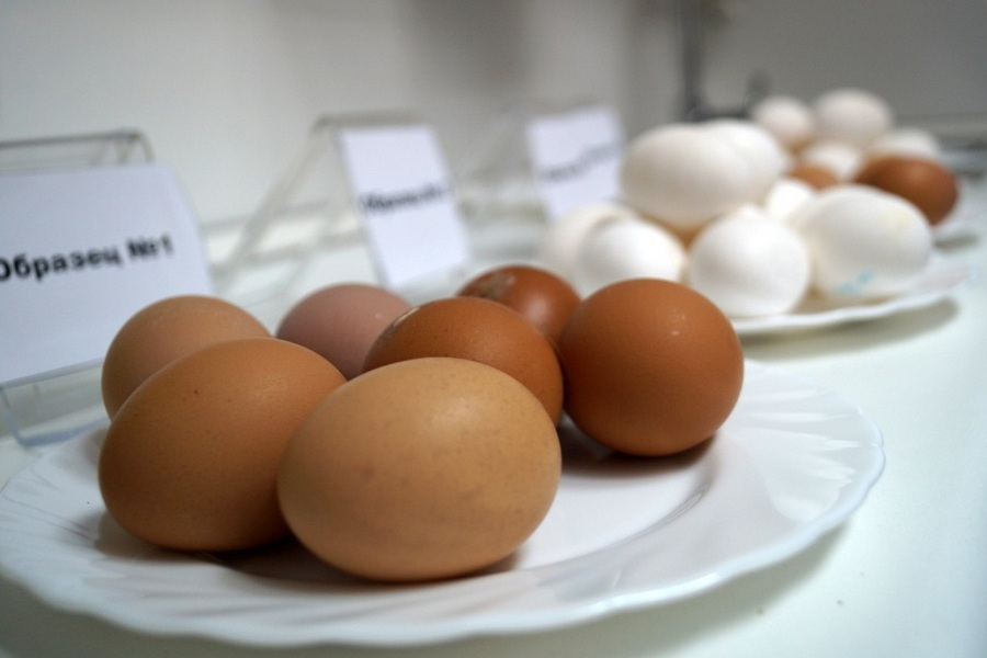 Оценка качества яиц. Экспертиза куриных яиц. ВСЭ яиц и яичных продуктов. Ветеринарно-санитарная экспертиза яиц и яйцепродуктов. Санитарная экспертиза яиц.