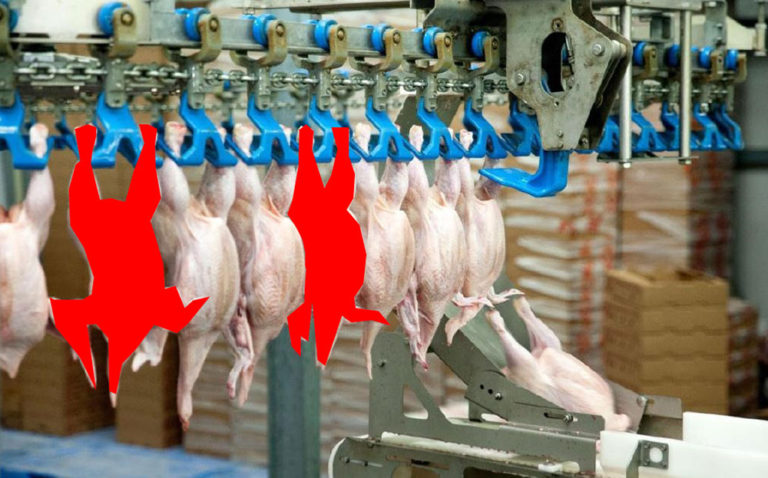 Как снизить потери мяса при переработке птицы