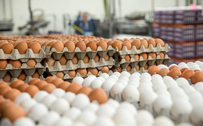 Реакция яичного производства США на крупнейшую за всё время потерю несушек от НРАI