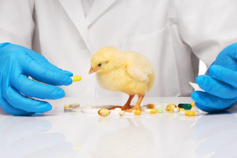 Продолжающееся снижение применения  антибиотиков в птицеводстве