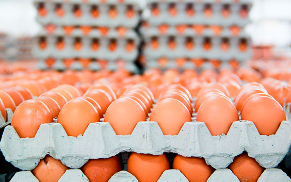 Рост производства и экспорта яиц в России